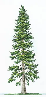 A Douglas fir tree (Pseudotsuga menziesii) which is native to western North America A Douglas fir tree (Pseudotsuga menziesii) which is native to western North America