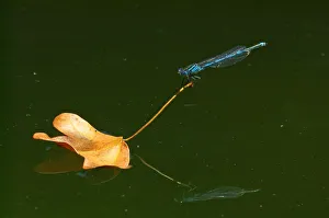 <b class=qtipBold><figcaption>Dragonfly. Coenagrion Puella</figcaption></b><br><em>© Marka/Universal Images Group</em> Dragonfly. Coenagrion Puella