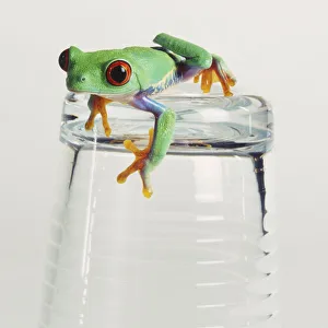 Drinking glass standing upside down with Red-eyed Tree Frog (Agalychnis callidryas) Drinking glass standing upside down with Red-eyed Tree Frog (Agalychnis callidryas)