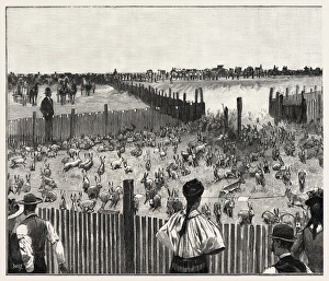 Driving Jack-rabbits Into A Corral Driving Jack-rabbits Into A Corral