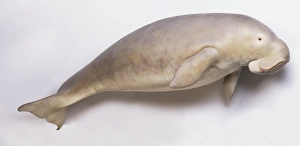 Dugong (Dugong dugon), model, side view Dugong (Dugong dugon), model, side view