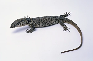 Dumerils monitor (Varanus dumerilii), monitor lizard Dumerils monitor (Varanus dumerilii), monitor lizard