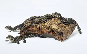 Dwarf crocodile (Osteolaemus tetraspis), group of small crocodiles climbing over a piece Dwarf crocodile (Osteolaemus tetraspis), group of small crocodiles climbing over a piece