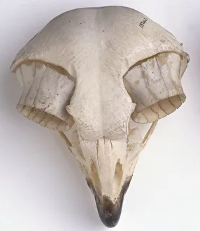 <b class=qtipBold><figcaption>Eagle owl skull</figcaption></b><br><em>© Dorling Kindersley/UIG</em> Eagle owl skull