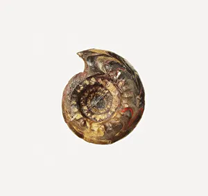 Ear ornament, final Jomon period, terracotta Ear ornament, final Jomon period, terracotta