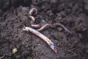 Segmented Worm Gallery: Earthworms (Annelida) in soil, close up