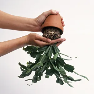 Easing Schlumbergera Frida cactus plant out of pot, close-up Easing Schlumbergera Frida cactus plant out of pot, close-up