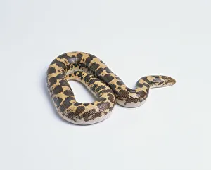 East African Sand Boa (Gongylophis Colubrinus), with stout body, short tail East African Sand Boa (Gongylophis Colubrinus), with stout body, short tail