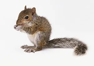 Eastern Gray Squirrel (Sciurus carolinensis) sitting and nibbling, side view Eastern Gray Squirrel (Sciurus carolinensis) sitting and nibbling, side view