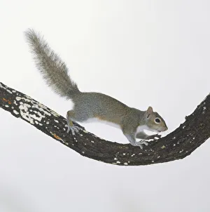 Eastern Grey Squirrel (Sciurus Carolinensis) running on tree branch, side view Eastern Grey Squirrel (Sciurus Carolinensis) running on tree branch, side view