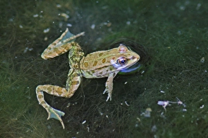 <b class=qtipBold><figcaption>Edible Frog</figcaption></b><br><em>© Marka/Universal Images Group</em> Edible Frog