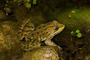 <b class=qtipBold><figcaption>Edible Frog. Rana Esculenta</figcaption></b><br><em>© Marka/Universal Images Group</em> Edible Frog. Rana Esculenta