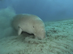 Egypt, Red Sea, Dugong (Dugong dugon) feeding from a bed of sea grass, close-up Egypt, Red Sea, Dugong (Dugong dugon) feeding from a bed of sea grass, close-up