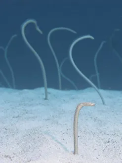 Egypt, Red Sea, Garden eels (Heteroconger cobra) on sea bed, close-up Egypt, Red Sea, Garden eels (Heteroconger cobra) on sea bed, close-up