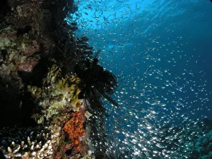 Egypt, Red Sea, swarm of Glassfish (Ambassidae) near coral reef Egypt, Red Sea, swarm of Glassfish (Ambassidae) near coral reef