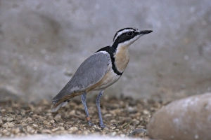 Egyptian plover (Pluvianus aegyptius), side view Egyptian plover (Pluvianus aegyptius), side view