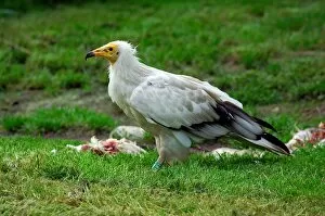 Egyptian Vulture. Neophron Percnopterus. Zoo of Prague