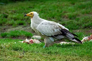 Egyptian Vulture. Neophron Percnopterus. Zoo of Prague Egyptian Vulture. Neophron Percnopterus. Zoo of Prague