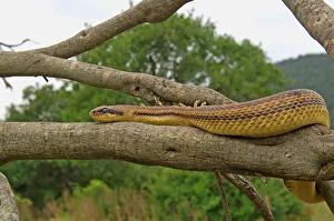 <b class=qtipBold><figcaption>Elaphe Quatuorlineata</figcaption></b><br><em>© Marka/Universal Images Group</em> Elaphe Quatuorlineata