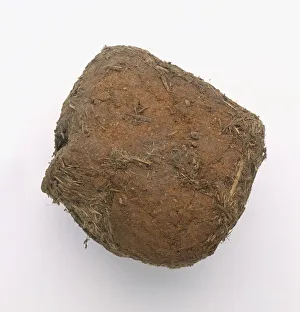 Elephant dung containing acacia seeds Elephant dung containing acacia seeds