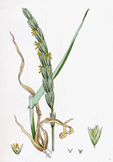 Elymus arenarius, Sand Lyme-grass Elymus arenarius, Sand Lyme-grass