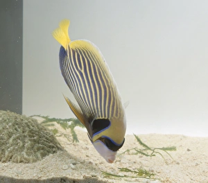 Emperor angelfish (Pomacanthus imperator) feeding on some seaweed Emperor angelfish (Pomacanthus imperator) feeding on some seaweed