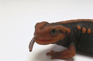Emperor newt or Mandarin salamander (Tylototriton verrucosus) with a worm in its mouth Emperor newt or Mandarin salamander (Tylototriton verrucosus) with a worm in its mouth