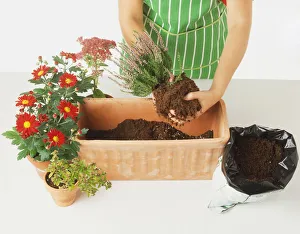 Emptying a pot plant into the window box Emptying a pot plant into the window box