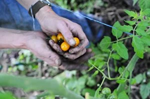 England, Lancashire, Muddy hands holding freshly picked Golden Queen cherry tomatoes