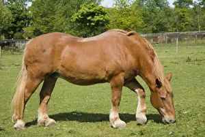 England, suffolk, kentwell hall, suffolk punch horse grazing in paddock England, suffolk, kentwell hall, suffolk punch horse grazing in paddock