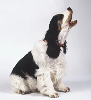 English Cocker Spaniel (Canis familiaris) sitting and raising its head to bark, side view English Cocker Spaniel (Canis familiaris) sitting and raising its head to bark, side view