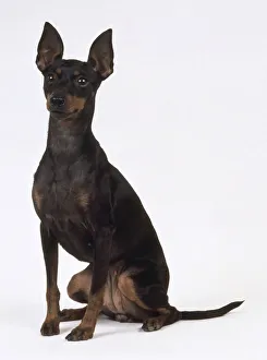 English toy terrier sitting upright and alert English toy terrier sitting upright and alert