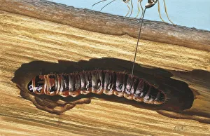 <b class=qtipBold><figcaption>Ephialte sp., illustration</figcaption></b><br>Zoology, Insects, Hymenoptera - Ephialtes sp., illustration<br><em>© DEA PICTURE LIBRARY</em> Ephialte sp., illustration