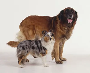 Estrela Mountain Dog and Rough Collie puppy (canis familiaris), side view Estrela Mountain Dog and Rough Collie puppy (canis familiaris), side view