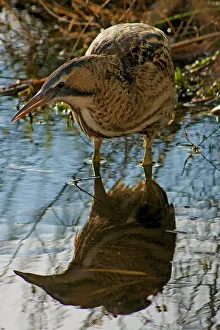 Eurasian Bittern. Botaurus Stellaris Eurasian Bittern. Botaurus Stellaris
