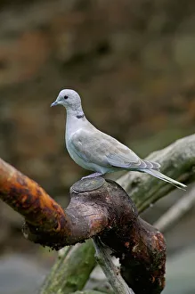 Eurasian Collared Dove. Streptopelia Decaocto Eurasian Collared Dove. Streptopelia Decaocto