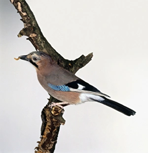 Eurasian jay (Garrulus glandarius) perching on a branch with maggot in its beak Eurasian jay (Garrulus glandarius) perching on a branch with maggot in its beak