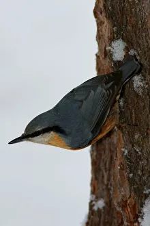 Eurasian Nuthatch. Sitta Europaea Eurasian Nuthatch. Sitta Europaea