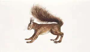 Eurasian red squirrel (Sciurus vulgaris) sitting in tree with nest, illustration Eurasian red squirrel (Sciurus vulgaris) sitting in tree with nest, illustration