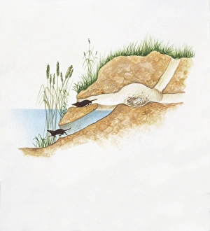 Eurasian Water Shrew (Neomys fodiens), illustration Eurasian Water Shrew (Neomys fodiens), illustration