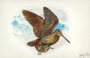 Eurasian Woodcock Scolopax rusticola while carrying young in flight, illustration Eurasian Woodcock Scolopax rusticola while carrying young in flight, illustration