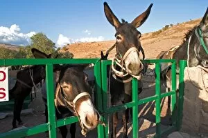 Images Dated 8th October 2004: Europe. Cyprus. Kelokedara Village. Donkey Breeding