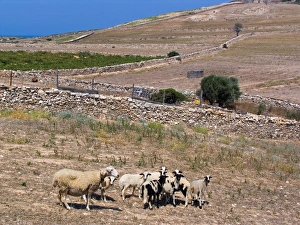 Europe. Greece. Antiparos Island. Sheeps Europe. Greece. Antiparos Island. Sheeps