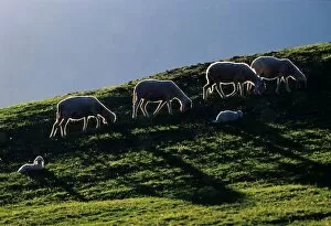 Images Dated 4th October 2005: Europe. Italy. Lombardia. Val Paisco. Sheeps and Lambs