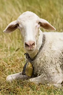 Europe. Italy. Tuscany. Crete Senesi. Sheep Europe. Italy. Tuscany. Crete Senesi. Sheep