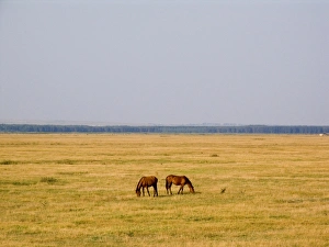 Europe. Romania. Delta of the Danube River. South of Galati Europe. Romania. Delta of the Danube River. South of Galati