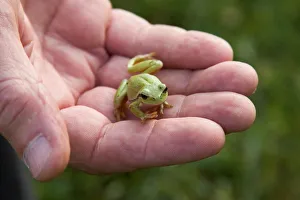 Europe. Ungary. Kiskunsagi Nemzeti Park. Bugac Area. Frog Europe. Ungary. Kiskunsagi Nemzeti Park. Bugac Area. Frog