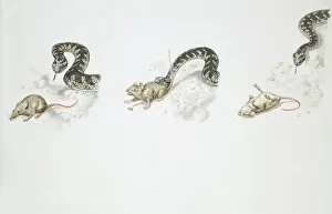 European asp (Vipera aspis) attacking mouse, illustration European asp (Vipera aspis) attacking mouse, illustration