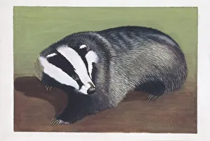 European Badger (Meles meles), illustration