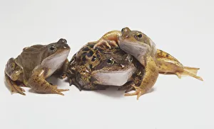 Three European Common Frogs (Rana temporaria), smaller frog leaning on larger one Three European Common Frogs (Rana temporaria), smaller frog leaning on larger one